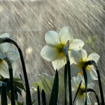 Нарциси під дощем