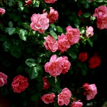 Троянди