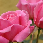 Рожеві троянди