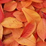 Яскраве осіннє листя