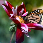 Квітка і метелик
