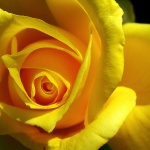 Жовта троянда