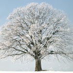 Зимове дерево