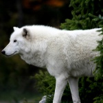 Білий вовк